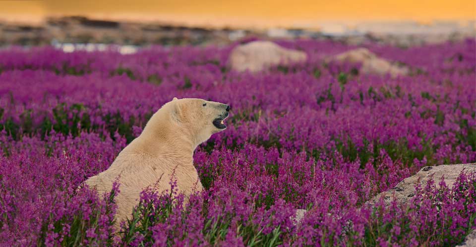 A polar bear sits in a field of fireweed flowers in Churchill, Manitoba, Canada