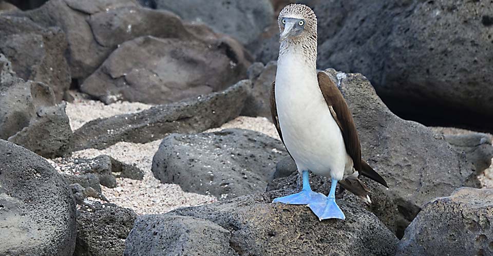 Blue-footed booby, Galapagos Islands, Ecuador