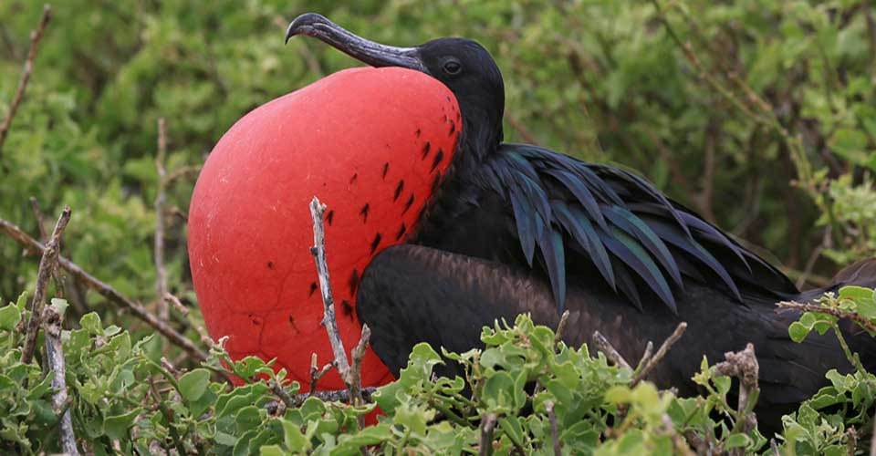 A male great frigatebird shows off his red chest on North Seymour Island, Galapagos Islands, Ecuador