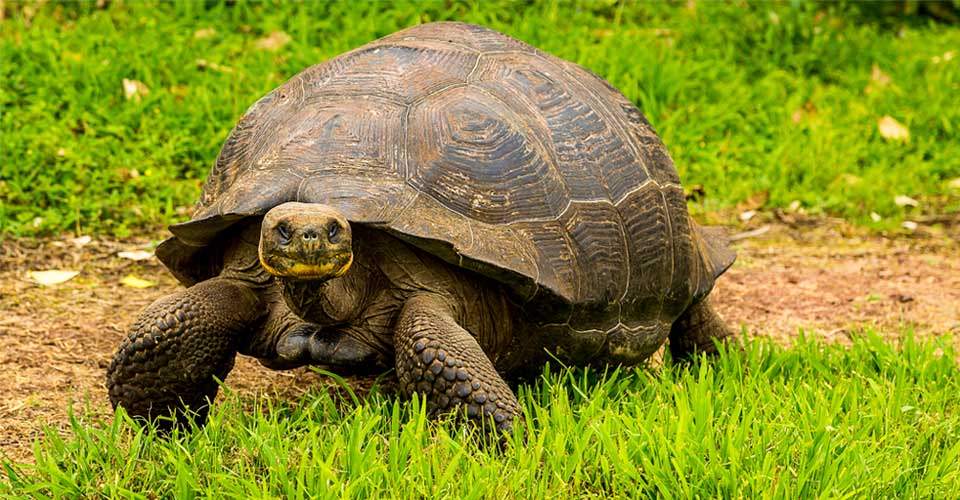 A Galapagos tortoise on Santa Cruz Island, Galapagos Islands, Ecuador