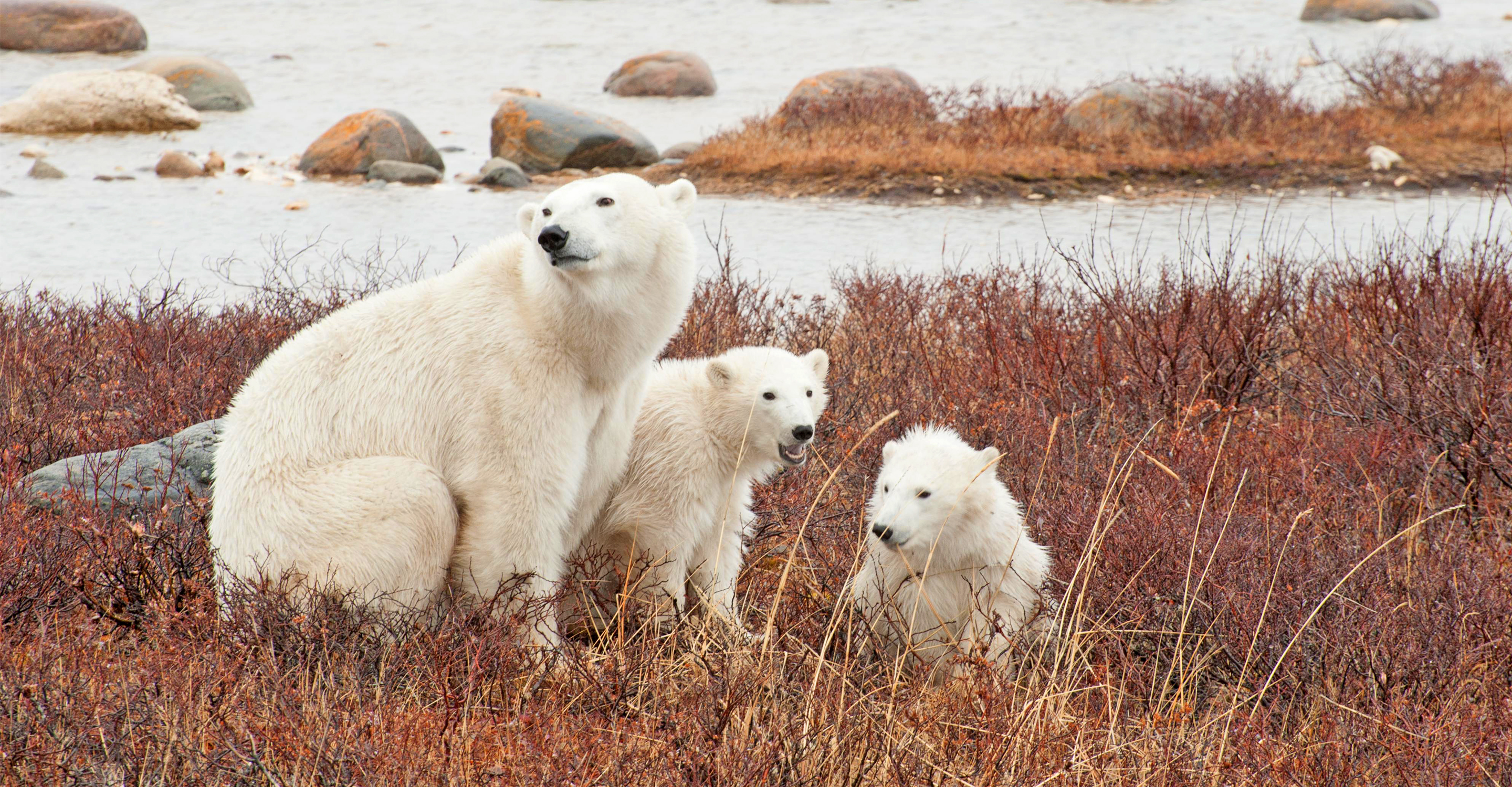 A polar bear mother and her two cubs sit among the red bushes of the tundra, Churchill, Manitoba, Canada