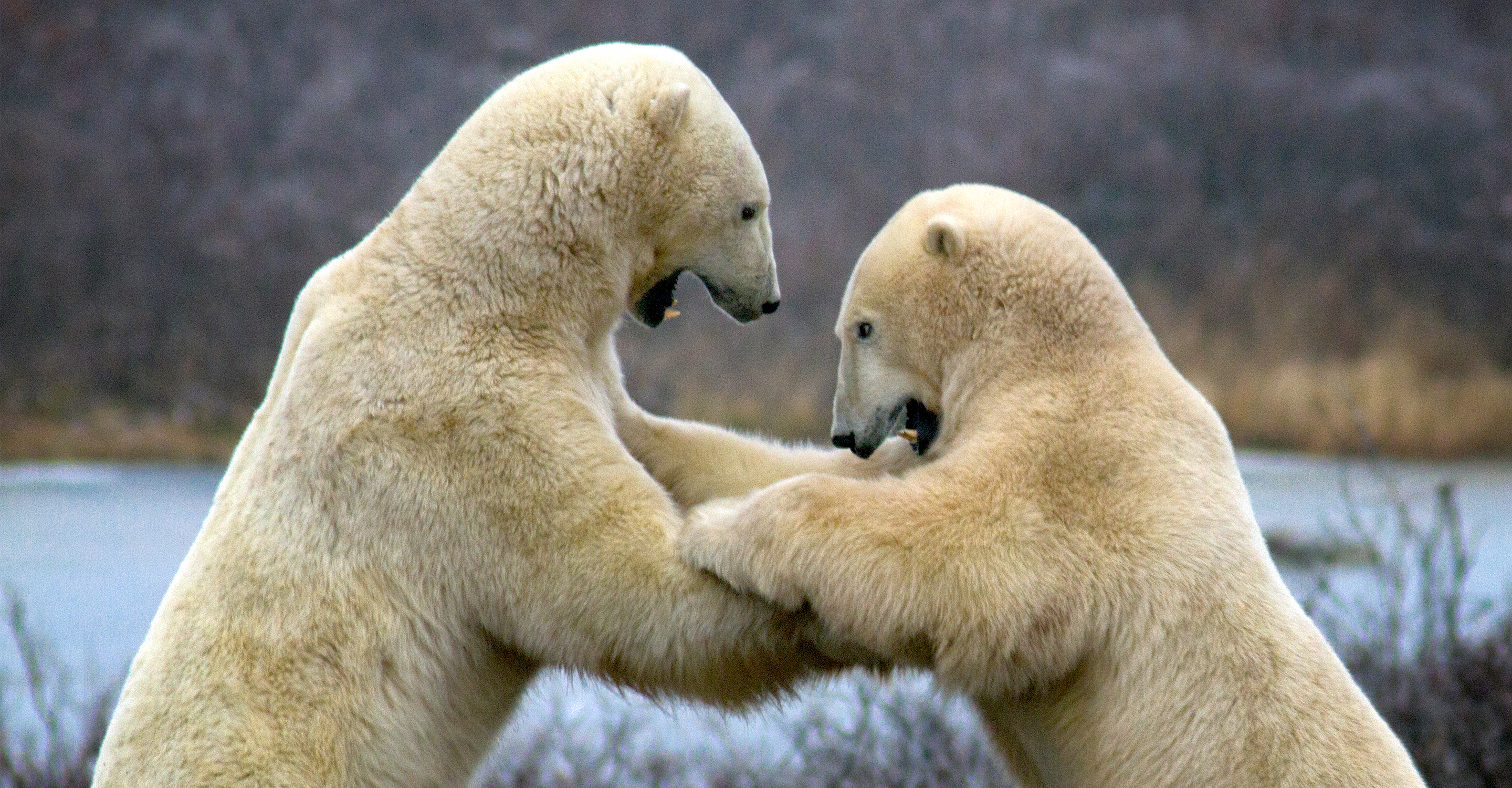 A close-up of two male polar bears sparring in Churchill, Manitoba, Canada