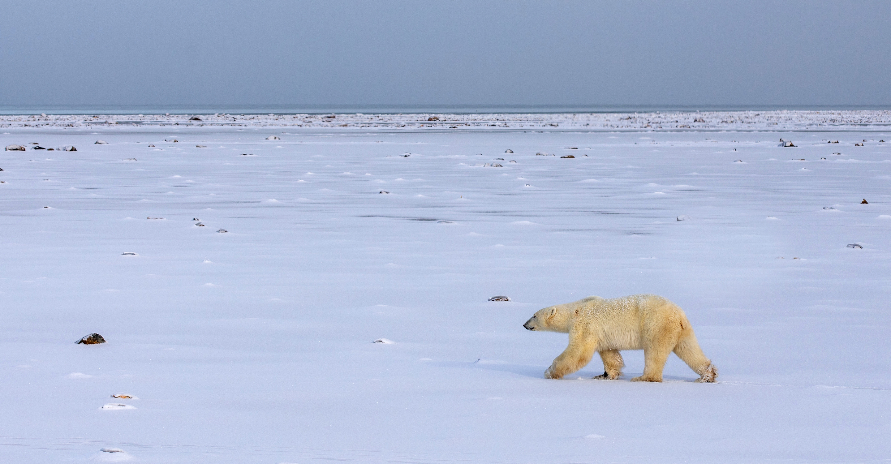 A lone polar bear walks through the snowy tundra on the edge of the Hudson Bay, Churchill, Manitoba, Canada