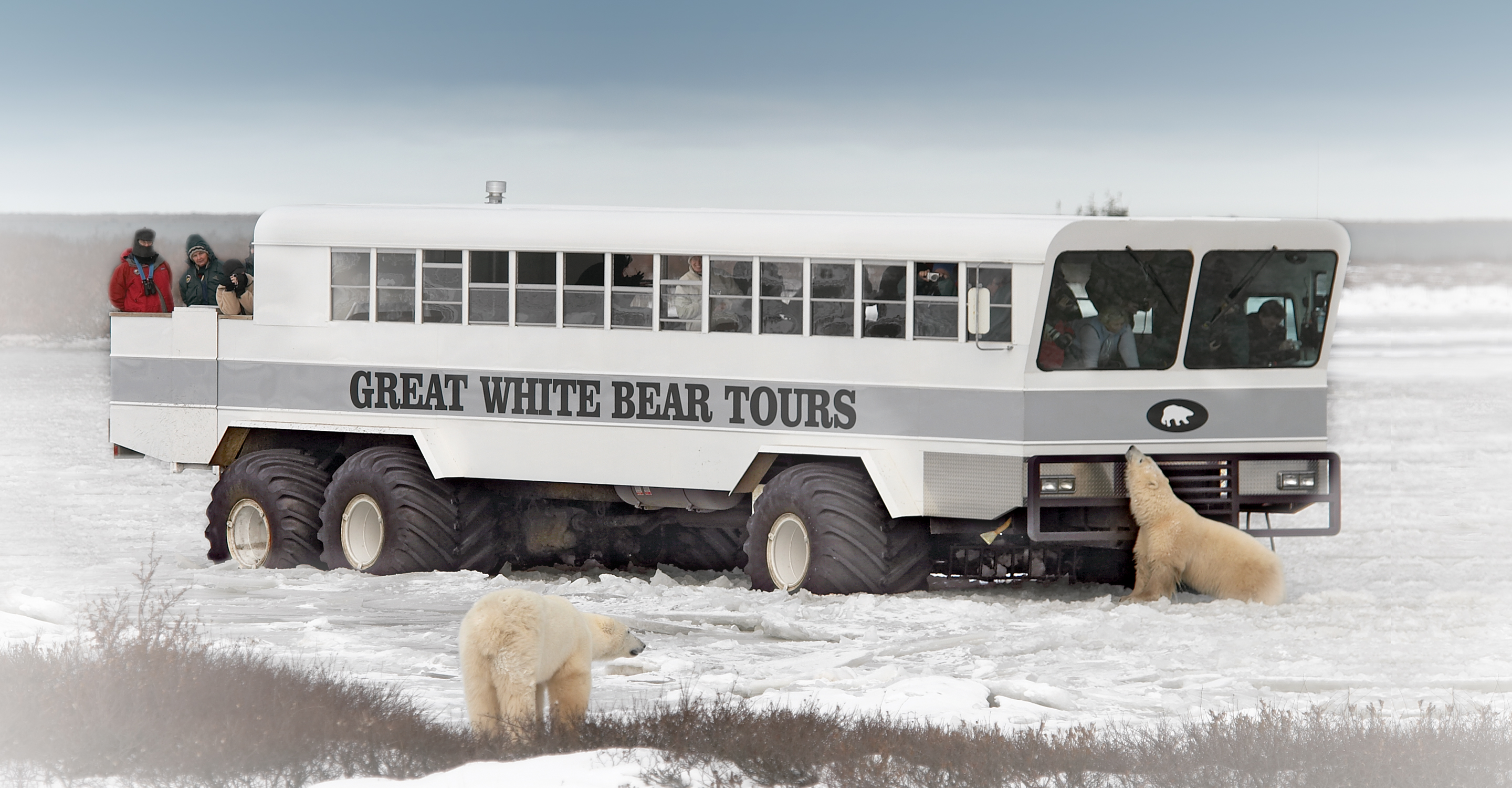 Natural Habitat Adventures travelers in a Polar Rover view two polar bears on the snowy tundra, Churchill, Manitoba, Canada
