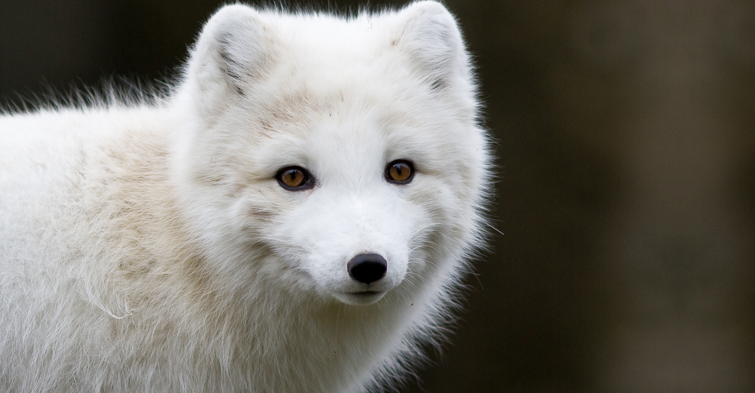 Close-up of an arctic fox in Churchill, Manitoba, Canada