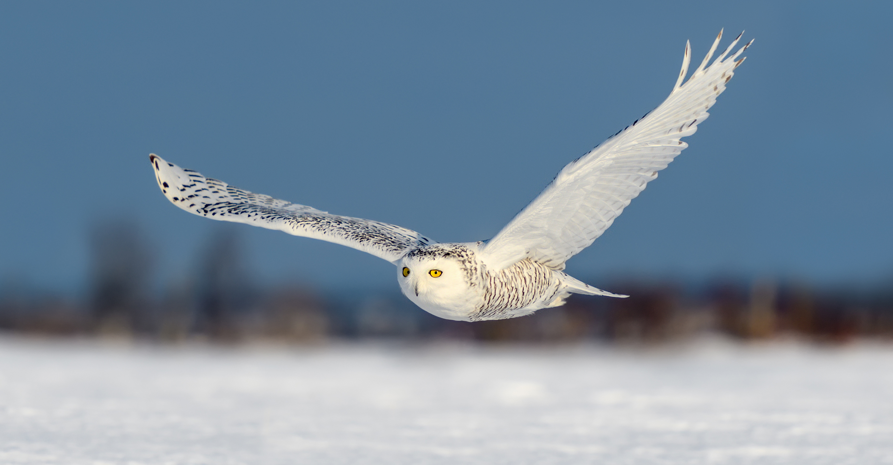A snowy owl flies over the snowy tundra in Churchill, Manitoba, Canada
