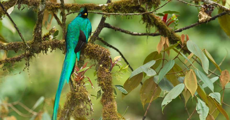 A resplendant quetzal perches on a tree in the Cerro de la Muerte Cloud Forest, Costa Rica