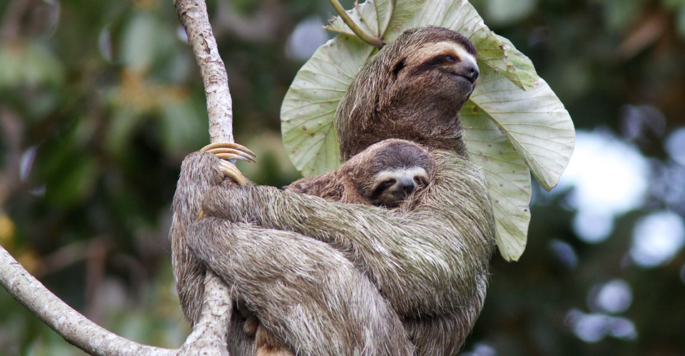 A mother sloth cradles her baby near Tiskita Jungle Lodge in Punta Banco, Costa Rica