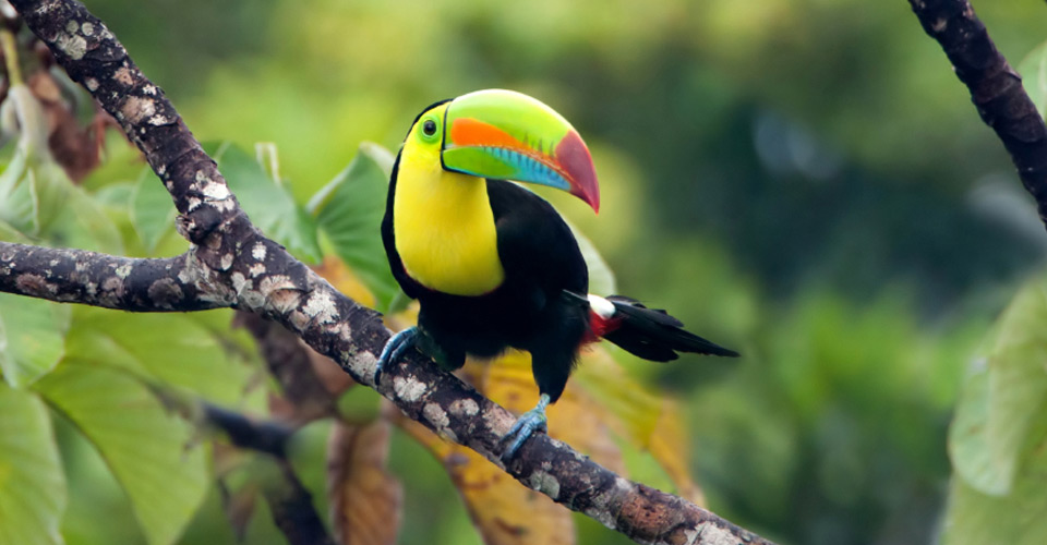 A keel-billed toucan perches on a branch near Tiskita Jungle Lodge, Costa Rica