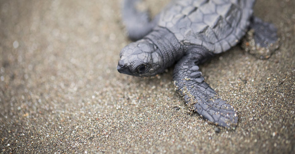 A baby sea turtle hatchling on the beach during green season in Tortuguero National Park, Costa Rica