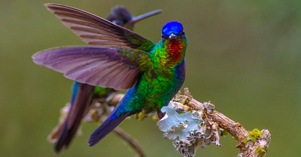 two fiery-throated hummingbirds perch on a branch in Arenal National Park, Costa Rica
