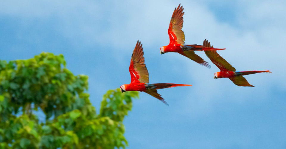 Three scarlet macaws fly together in Corcovado National Park, Costa Rica