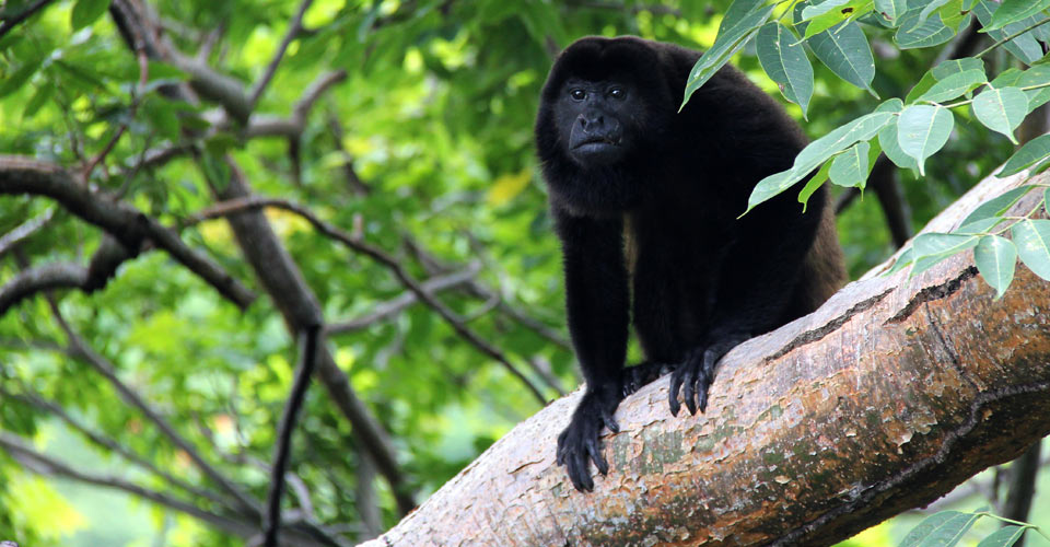 A howler monkey looks down from a tree branch in Tortuguero National Park, Costa Rica