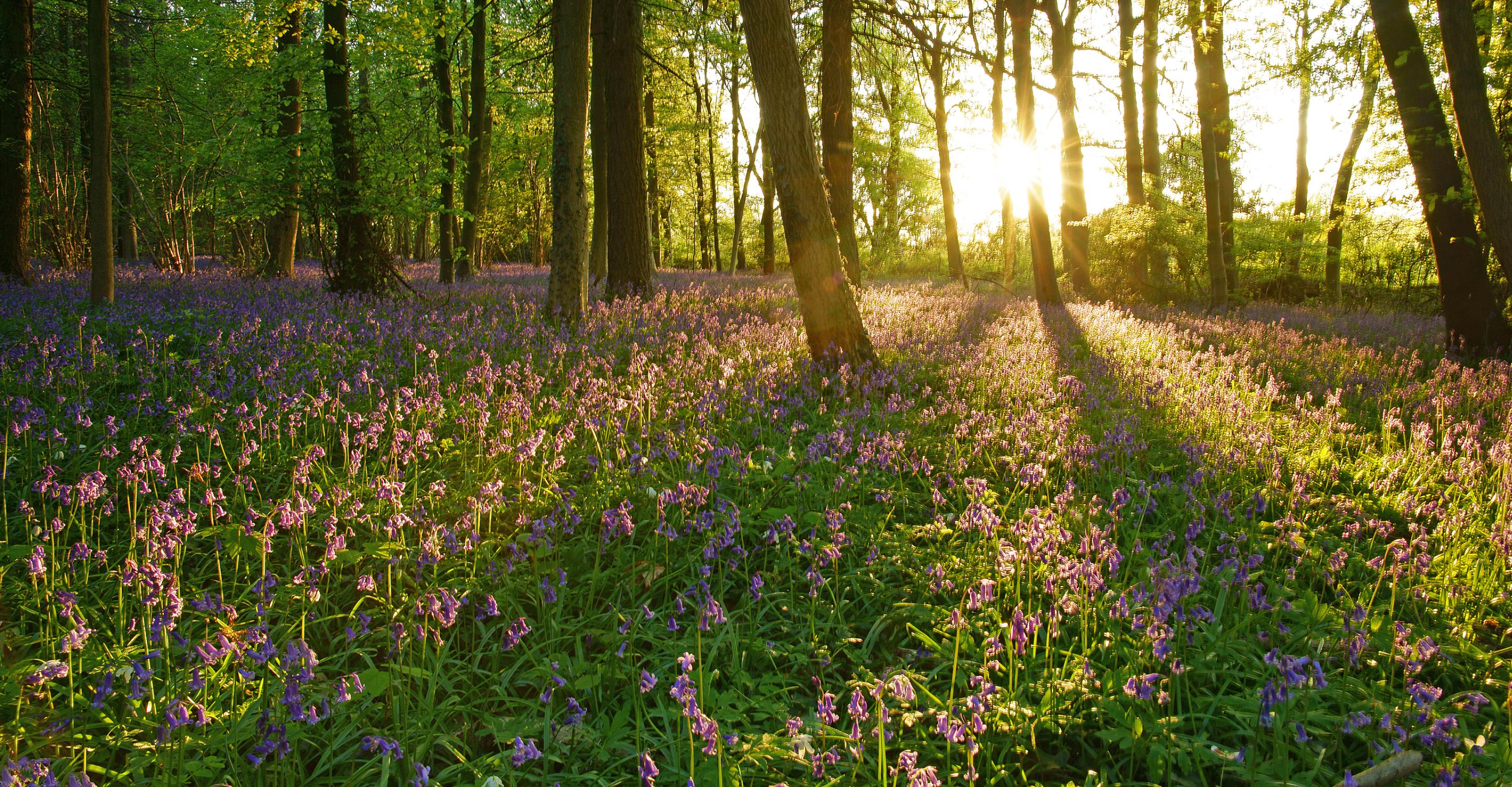 Sunlight breaks through the trees onto a field of purple flowers in the Cotswolds, England
