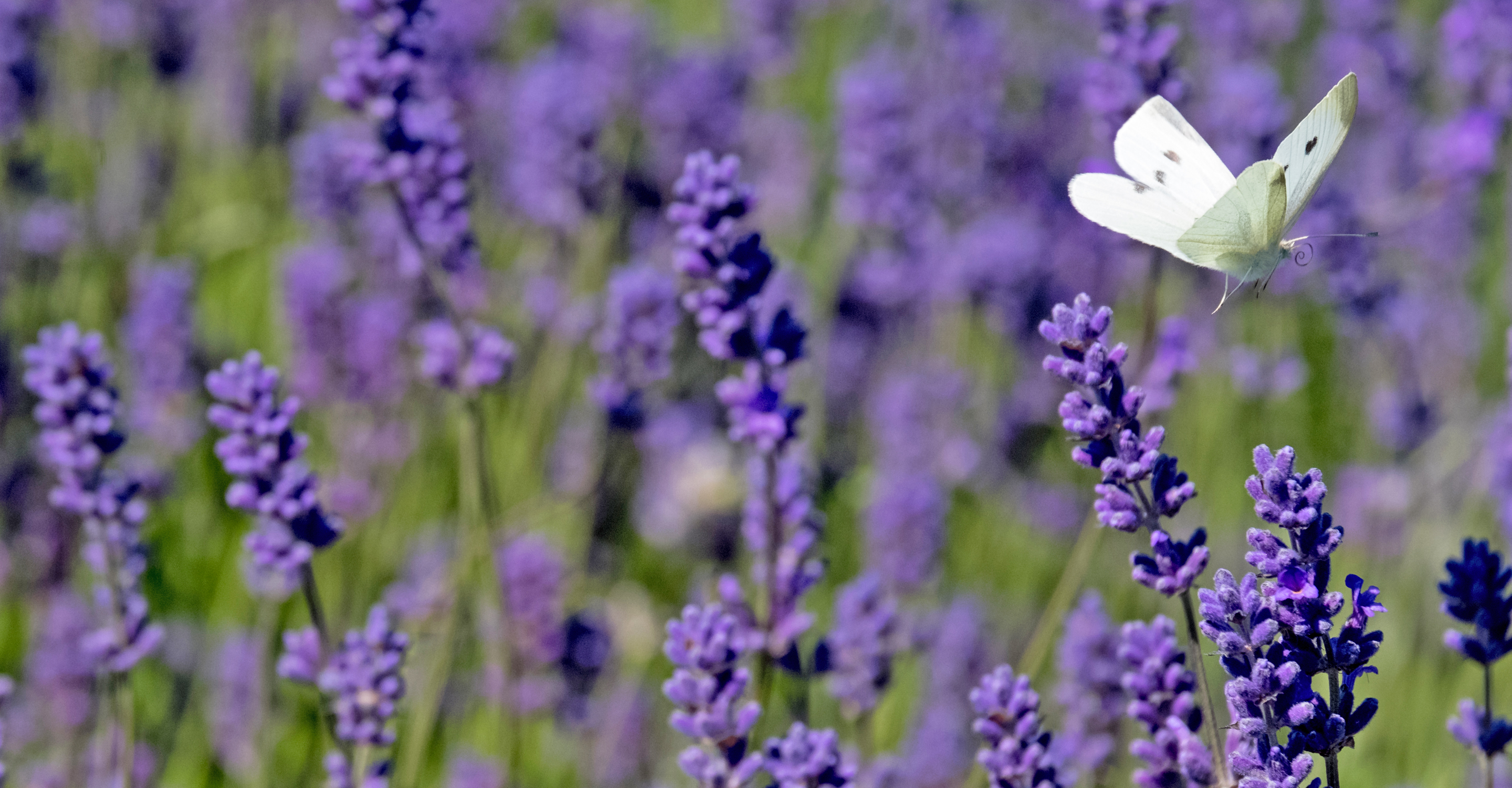 A white butterfly lands on lavender, Cotswolds, England