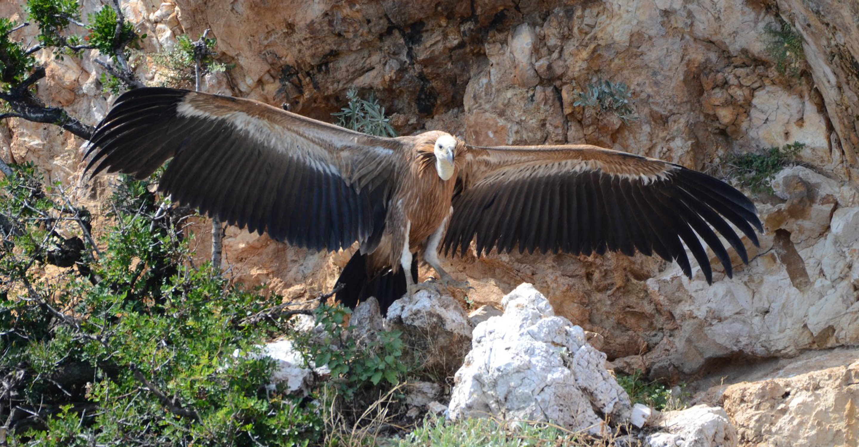 A rare griffon vultures spreads its wings on the island of Cres, Croatia