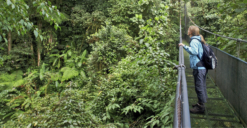 Monteverde cloud forest, Costa Rica