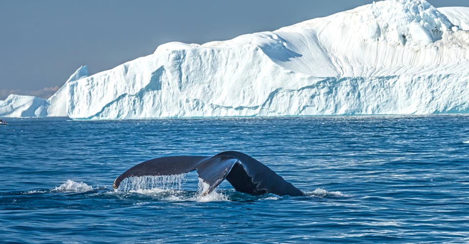 Humpback whale, Tasiilaq, Greenland