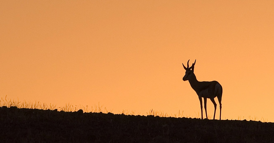 The silhouette of a springbok at sunset in Etosha National Park, Namibia