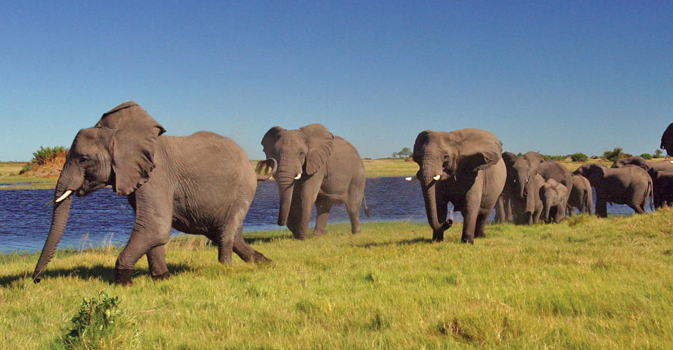 A herd of African elephants walk along the riverbank in the Linyanti Private Reserve, Botswana
