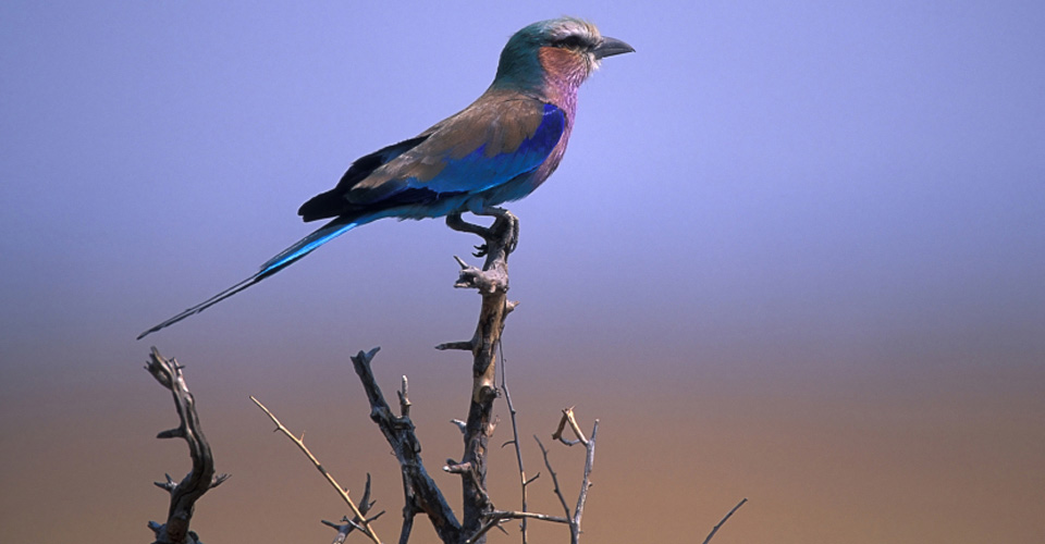 A lilac-breasted roller perches on a tree branch in the Linyanti Private Reserve, Botswana