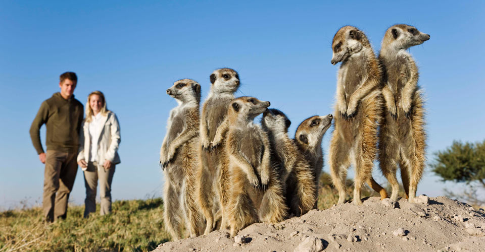 Travelers on foot view meerkats near Camp Kalahari in Makgadikgadi, Botswana