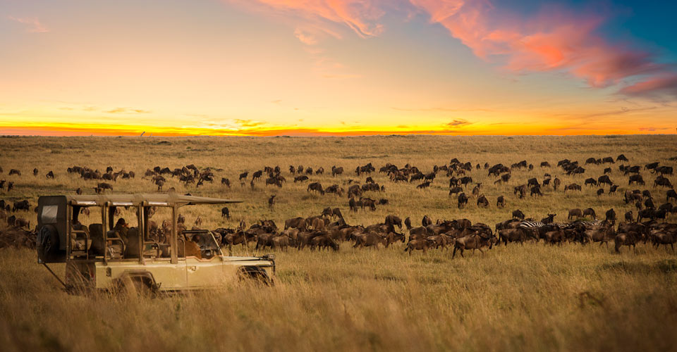 Wildebeest migration, Serengeti National Park, Tanzania
