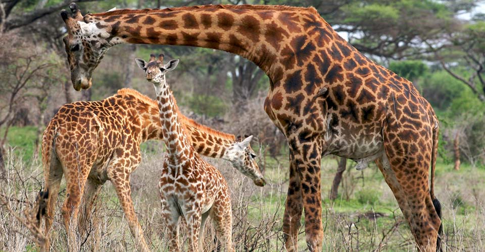 Maasai giraffe, Serengeti National Park, Tanzania