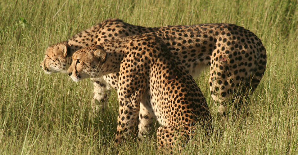 Cheetah, Serengeti National Park, Tanzania