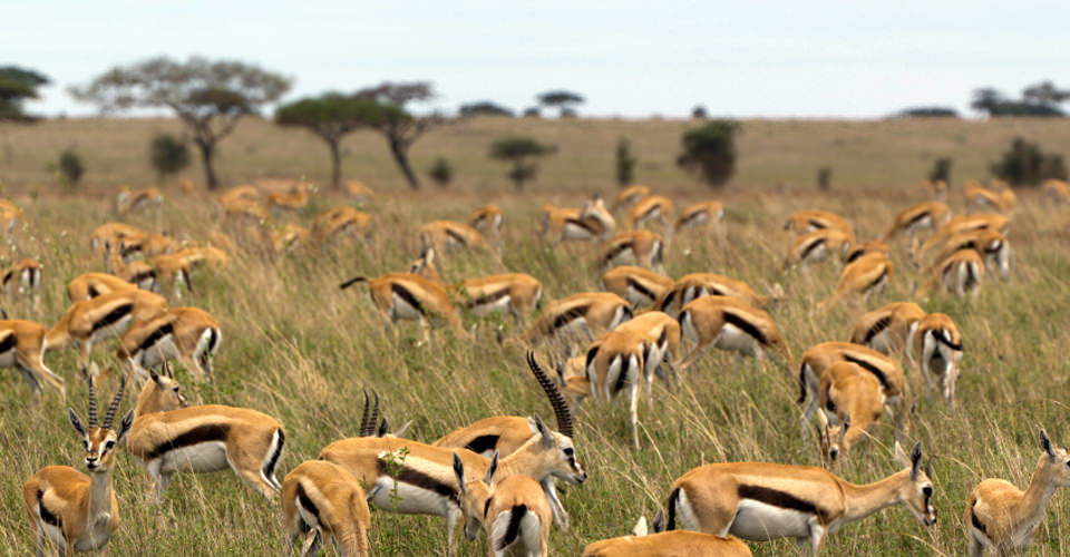 Thomson’s gazelle, Serengeti National Park, Tanzania