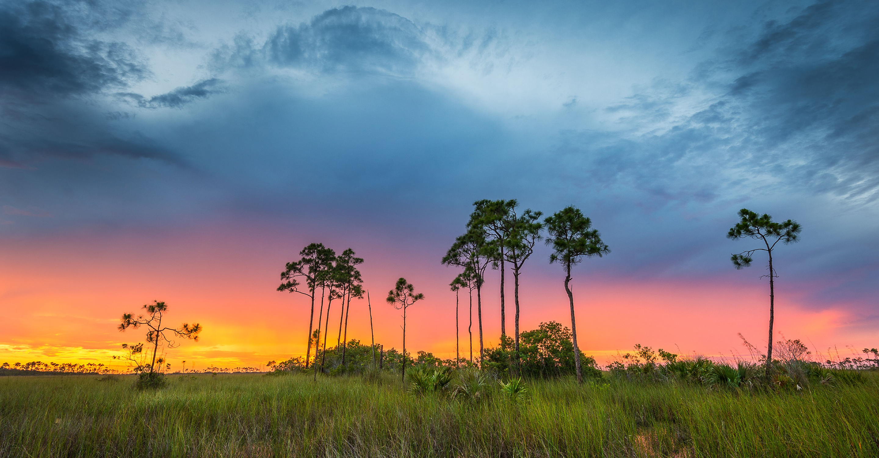 Landscape sunset shot of palm trees in Key West, Florida, United States