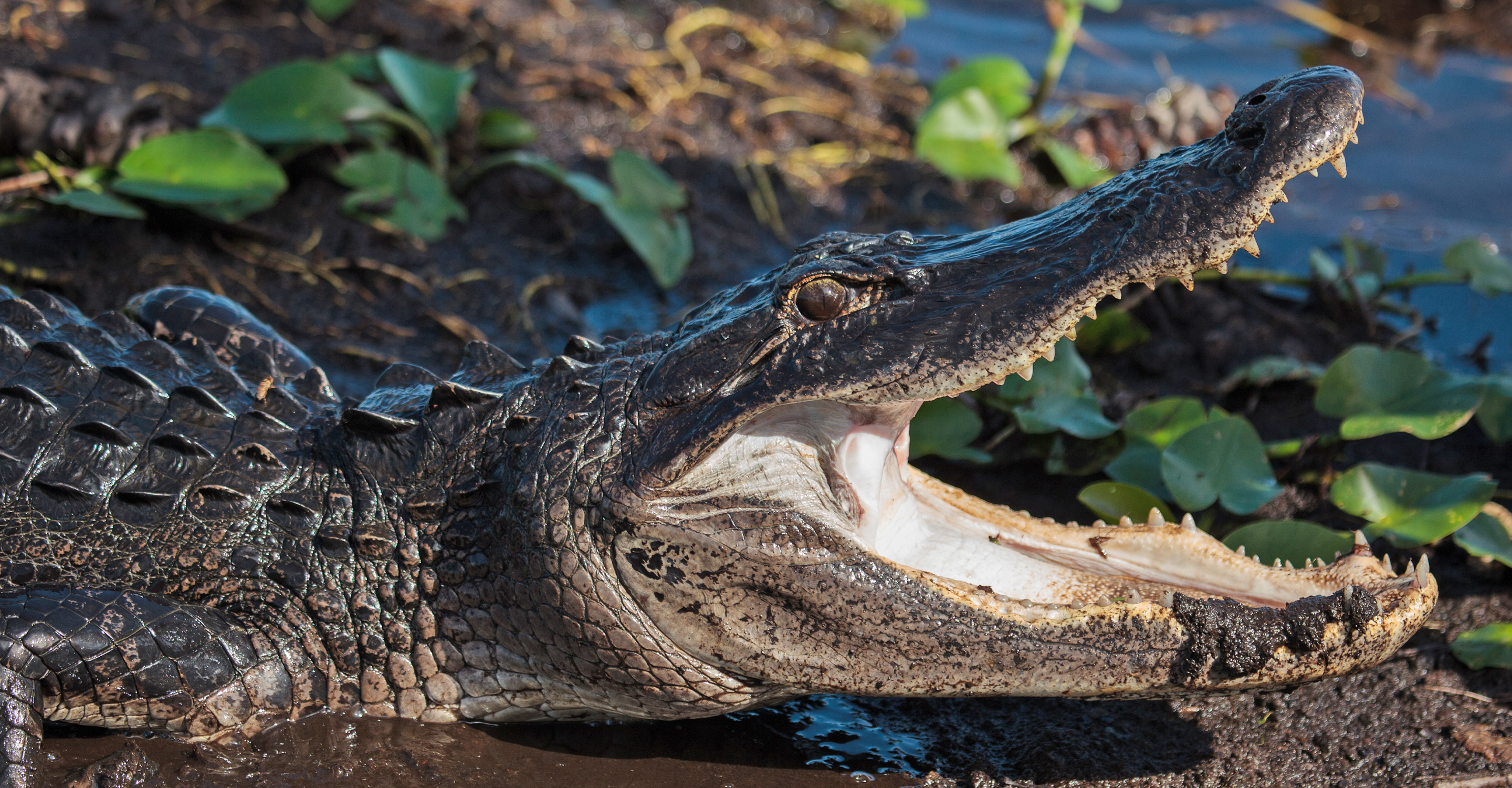 American alligator opens its mouth, J.N. Ding Darling National Wildlife Refuge, Sanibel Island, Florida, United States