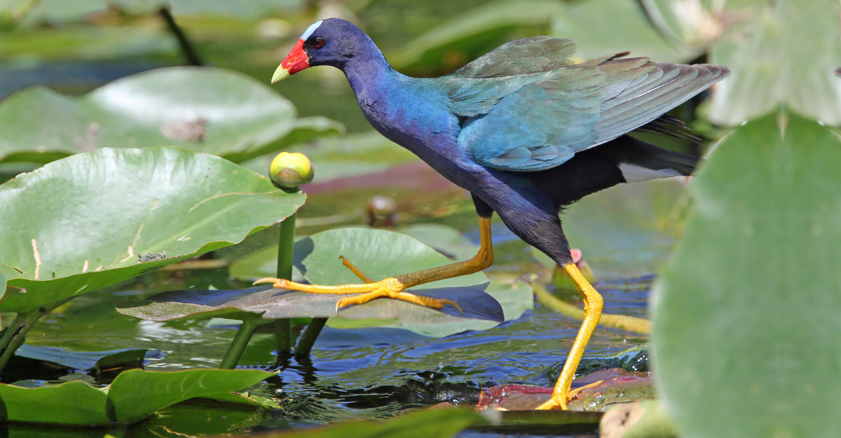 Purple Gallinule walking across lily pads in the Everglades National Park, Florida, United States