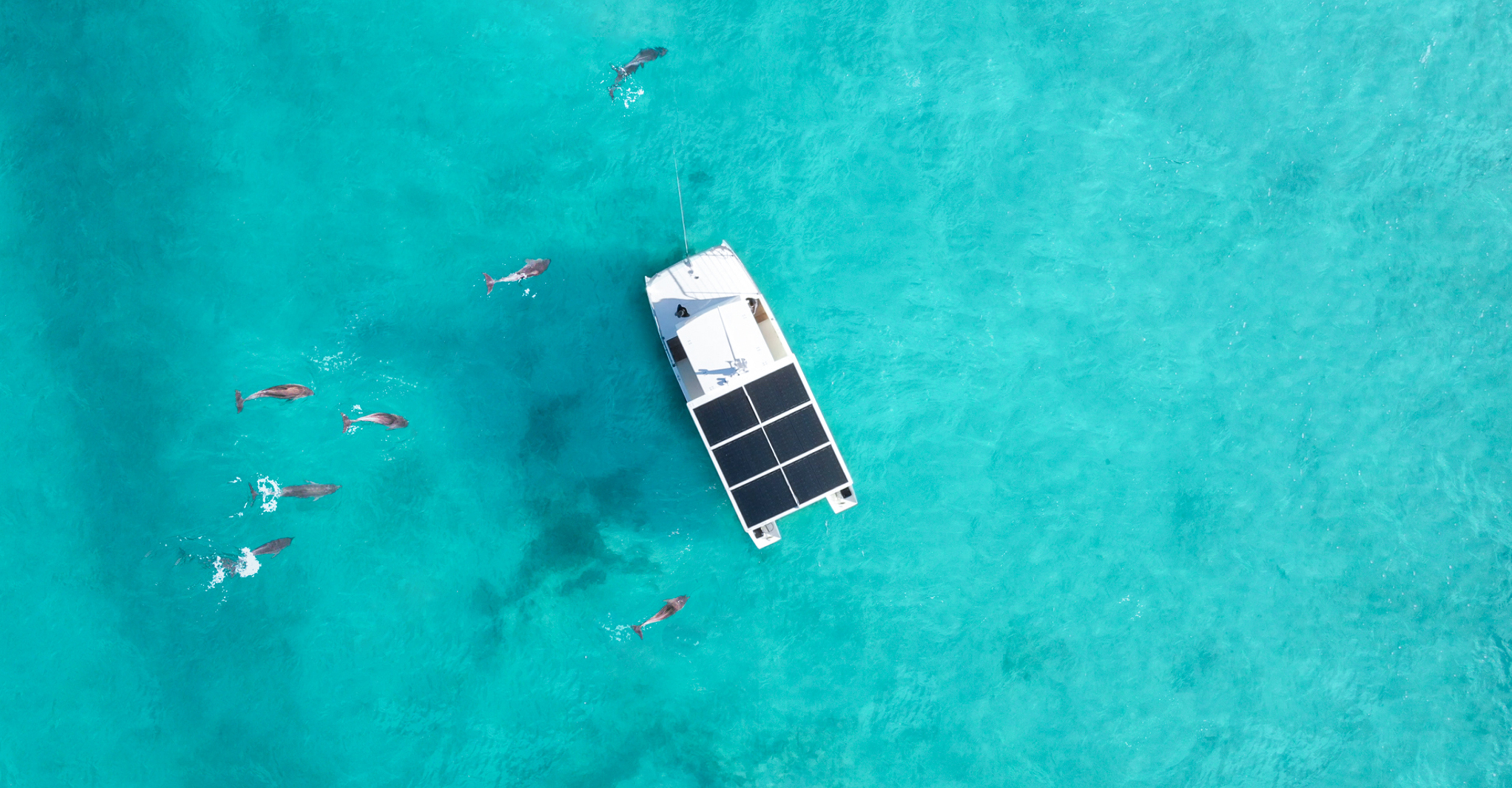 Aerial view of dolphins swimming next to boat in Key Largo, Florida, United States