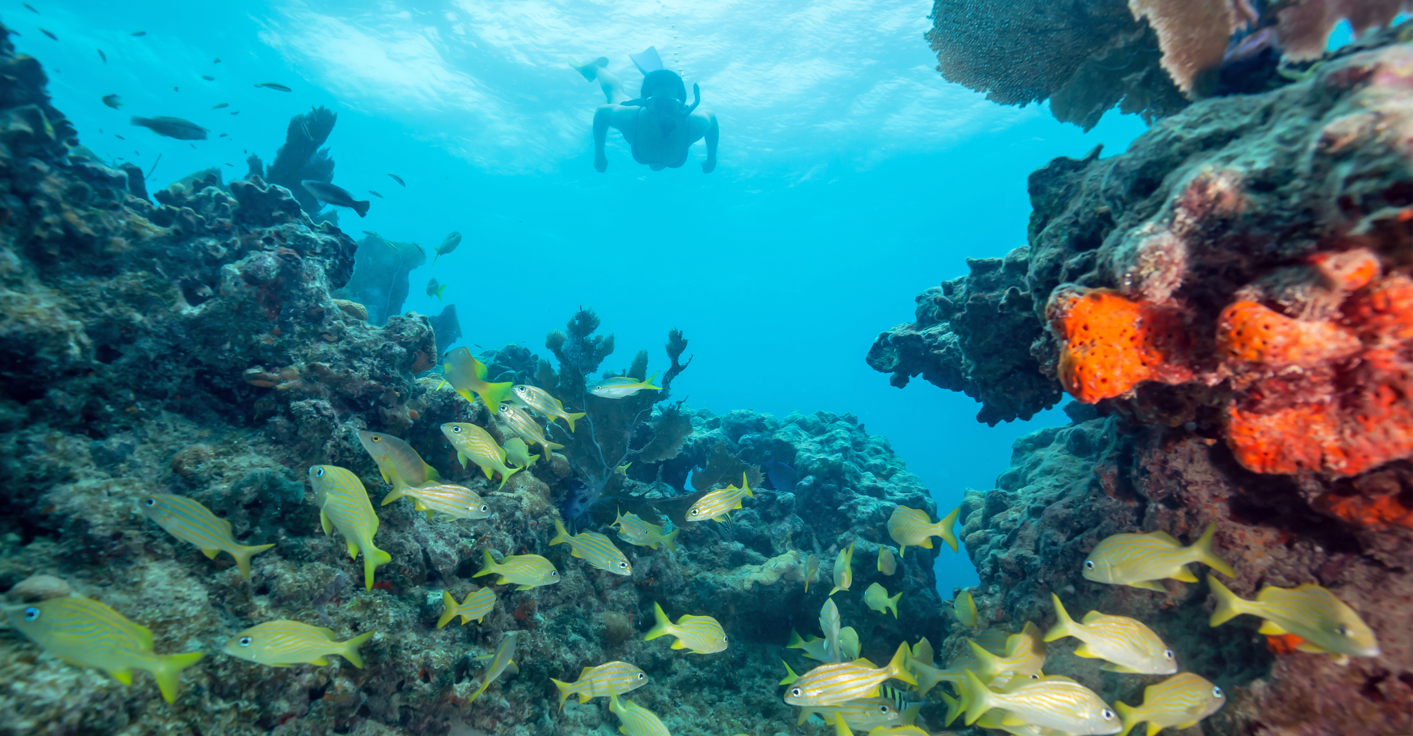 Snorkelers swimming underwater with yellow fish in Key West, Florida, United States
