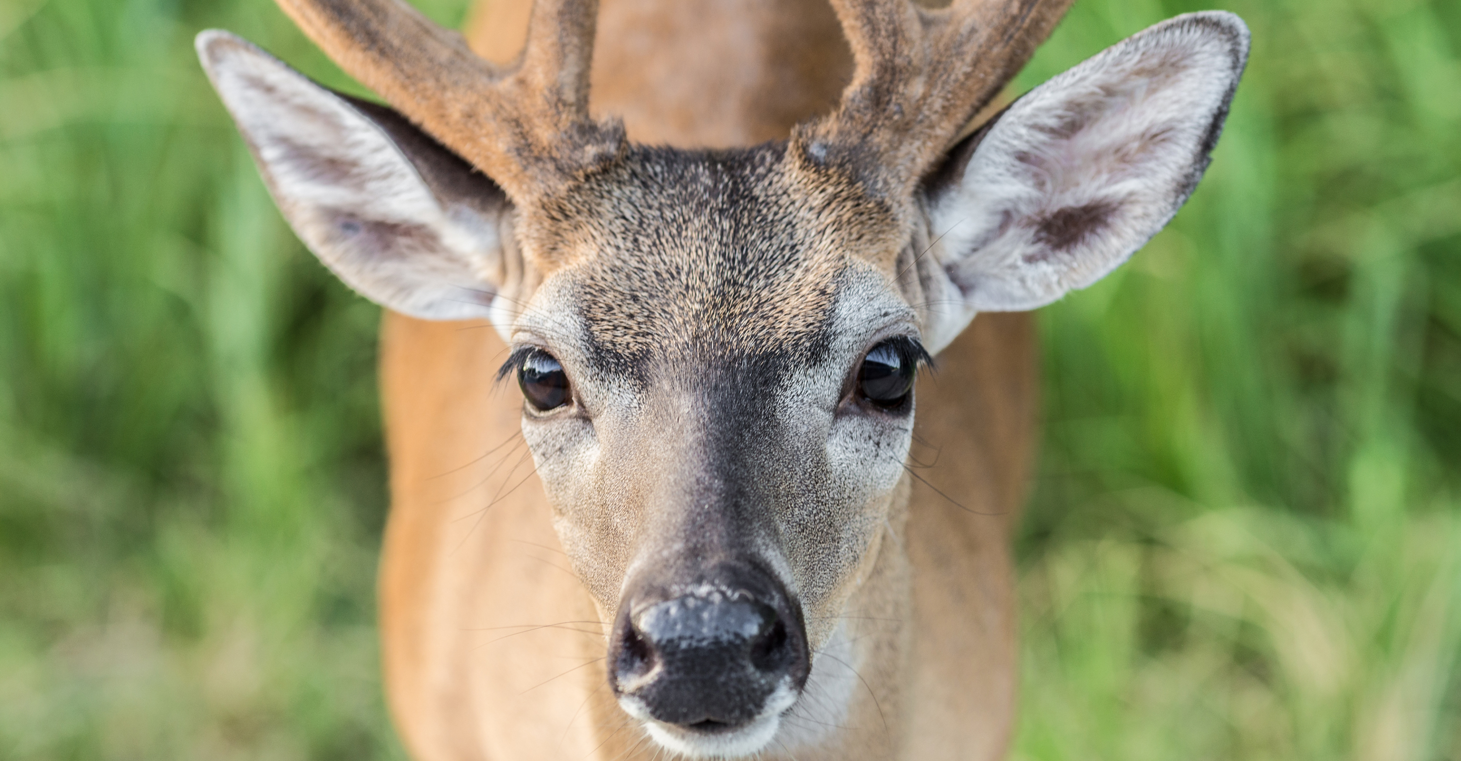 Key deer looking at camera in the National Key Deer Refuge in Key West, Florida, United States
