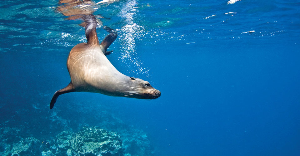 A sea lion swims underwater off of Santiago Island, Galapagos Islands