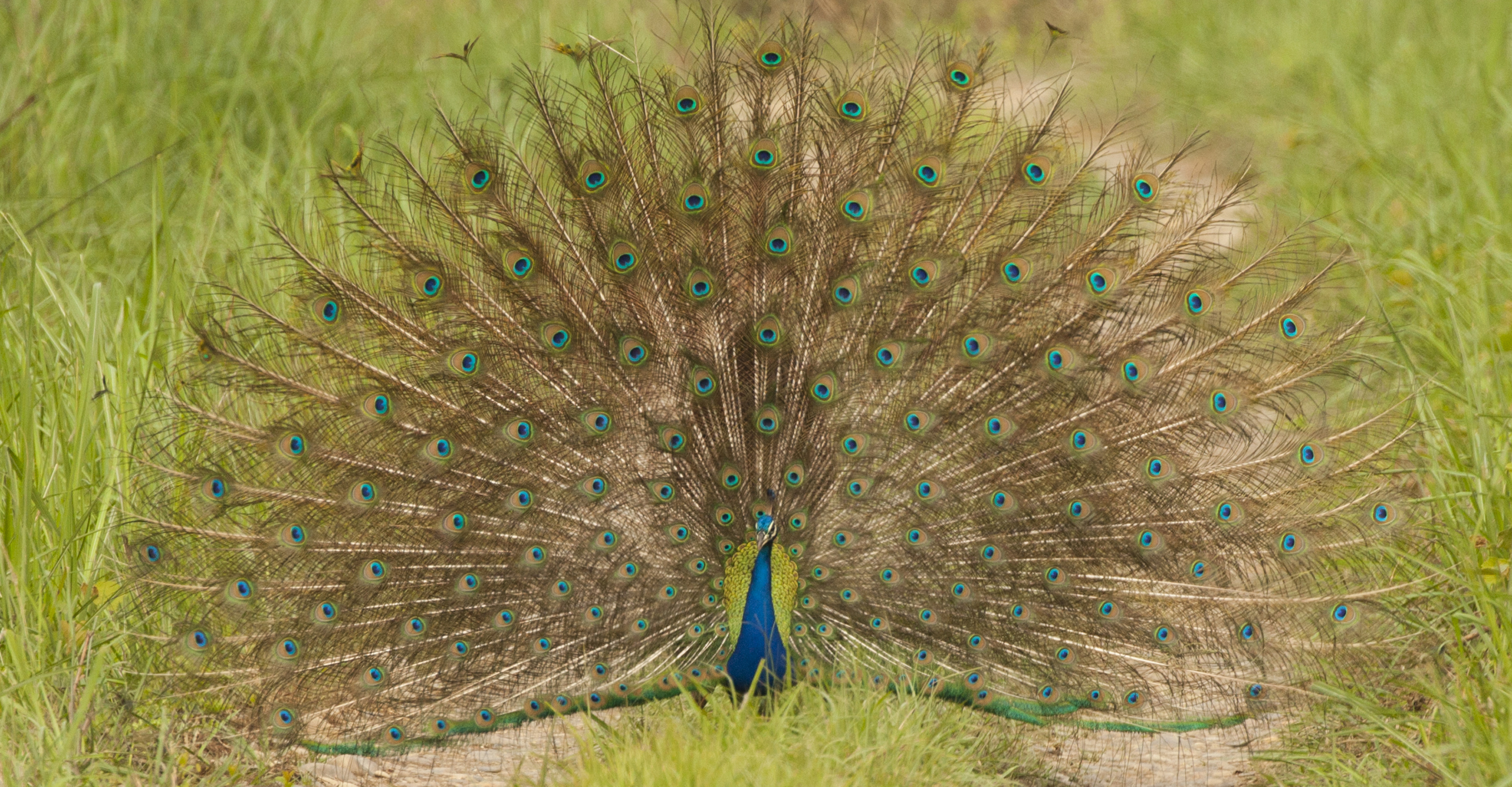 A male peacock displays his large feathered tail during mating season in Bandhavgarh National Park, India