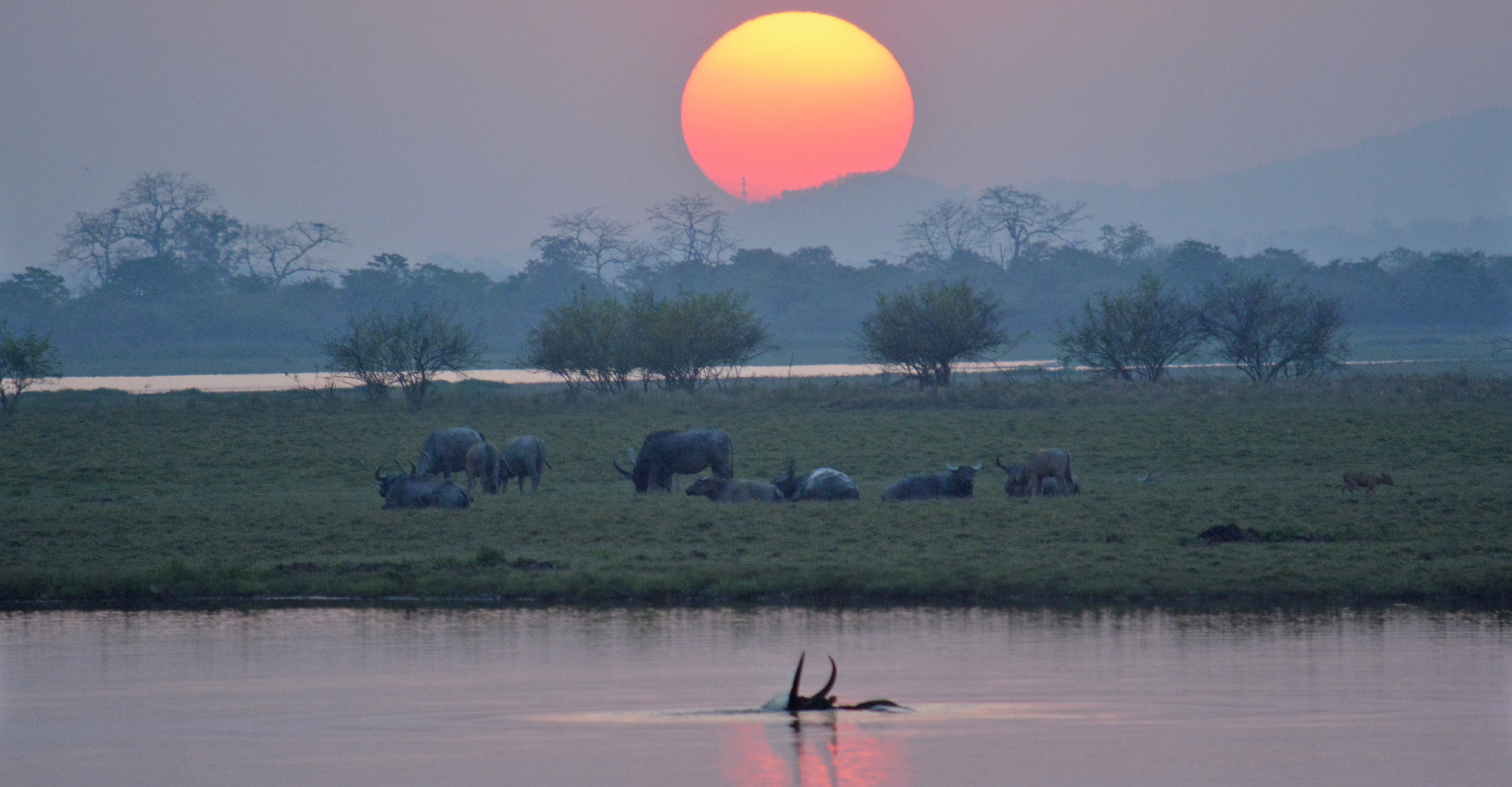 Asian water buffalo rest on the water's edge as another swims nearby at sunset in Kaziranga National Park, India
