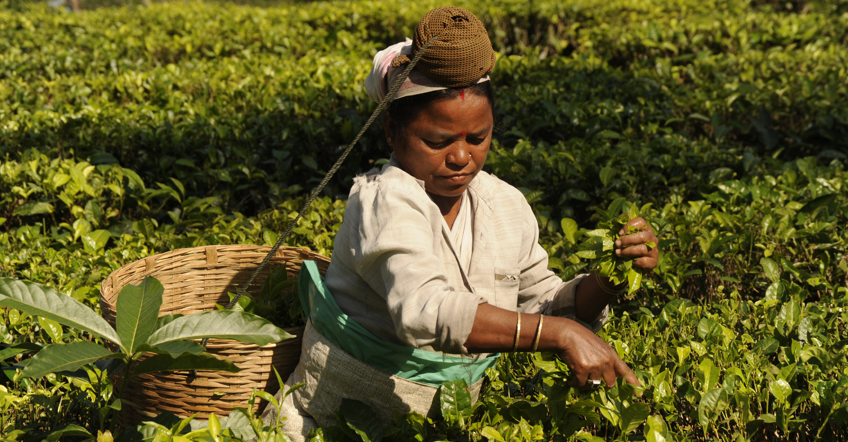 An Indian woman collects tea leaves in at a plantation at Haroocharai Tea Estate near Jorhart, India