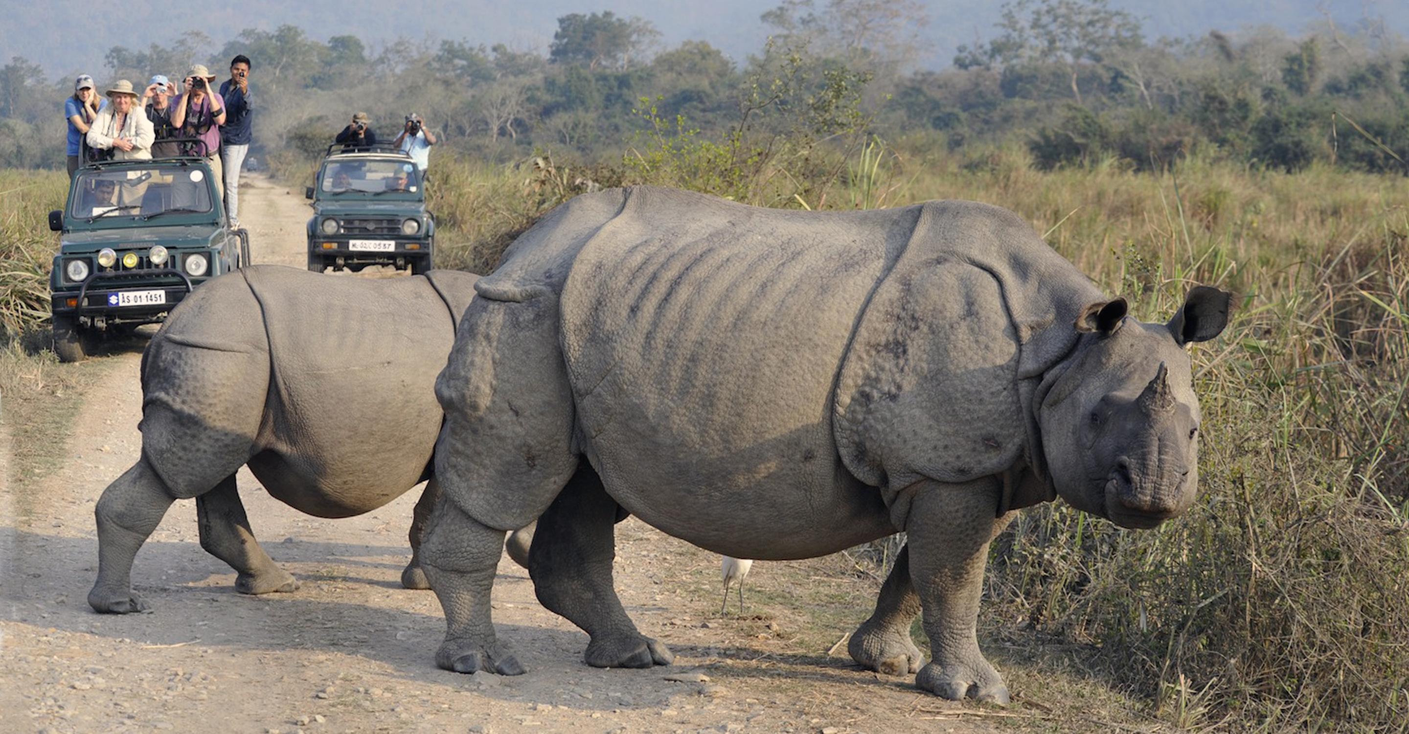 Two safari trucks stop so travelers can view two Asian rhinos crossing a gravel road in Kaziranga National Park