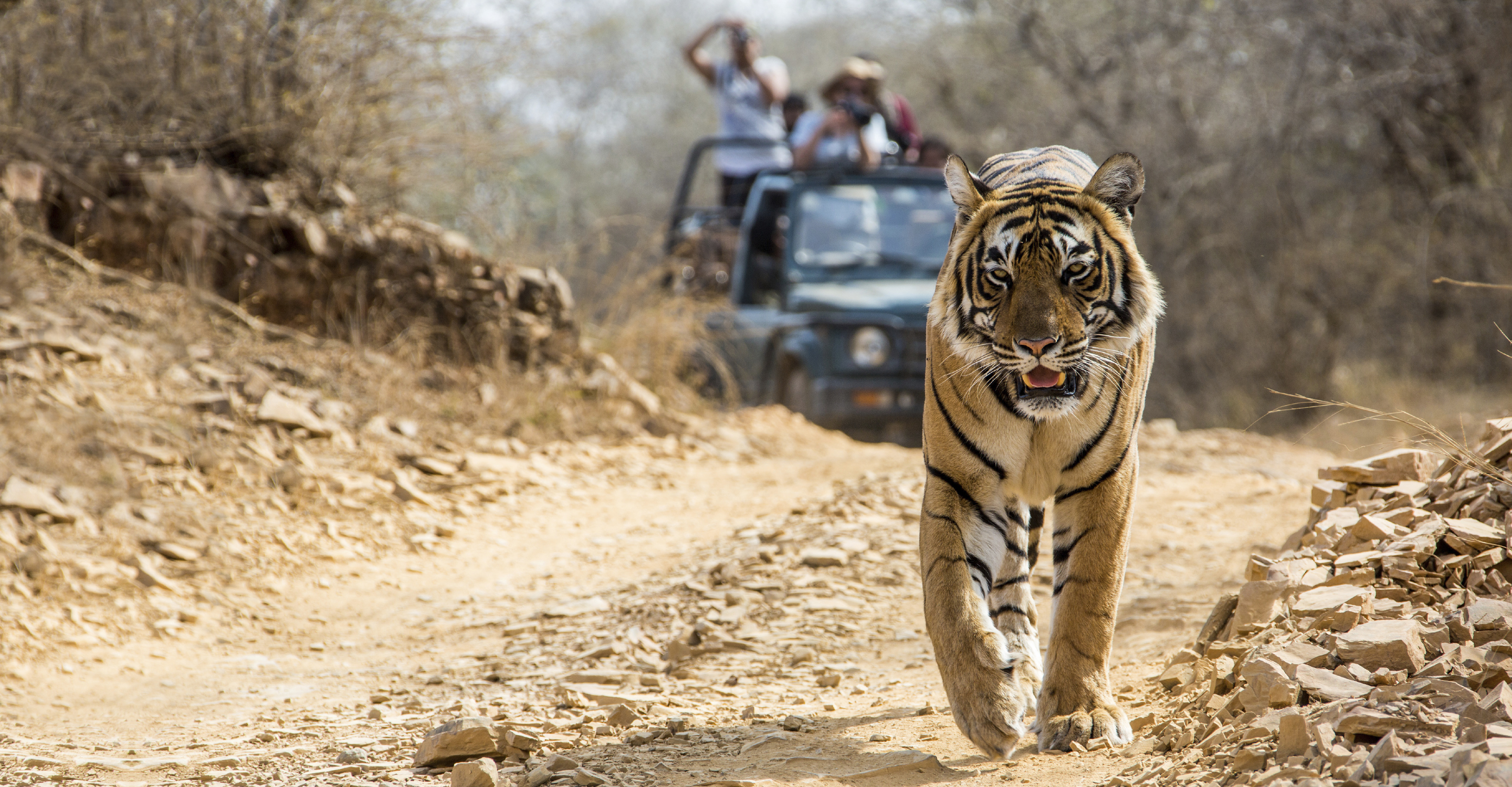 A Bengal tiger walks along the dirt road away from photographers in a safari vehicle in Kaziranga National Park, India