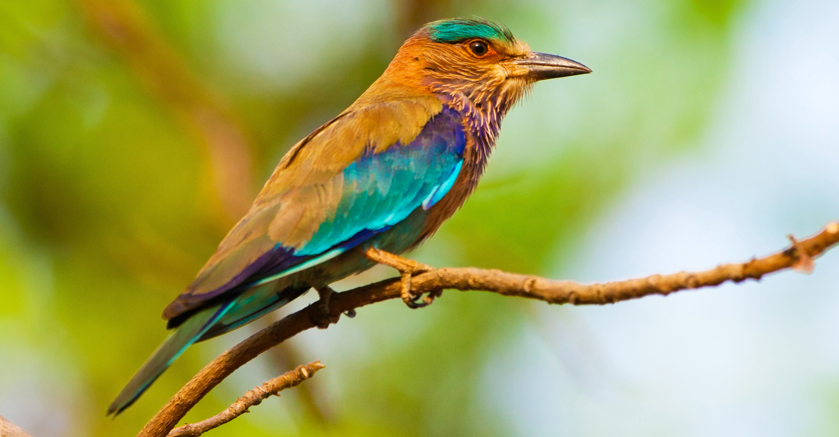 An Indian roller perches on a branch in the Bandhavgarh National Park, India