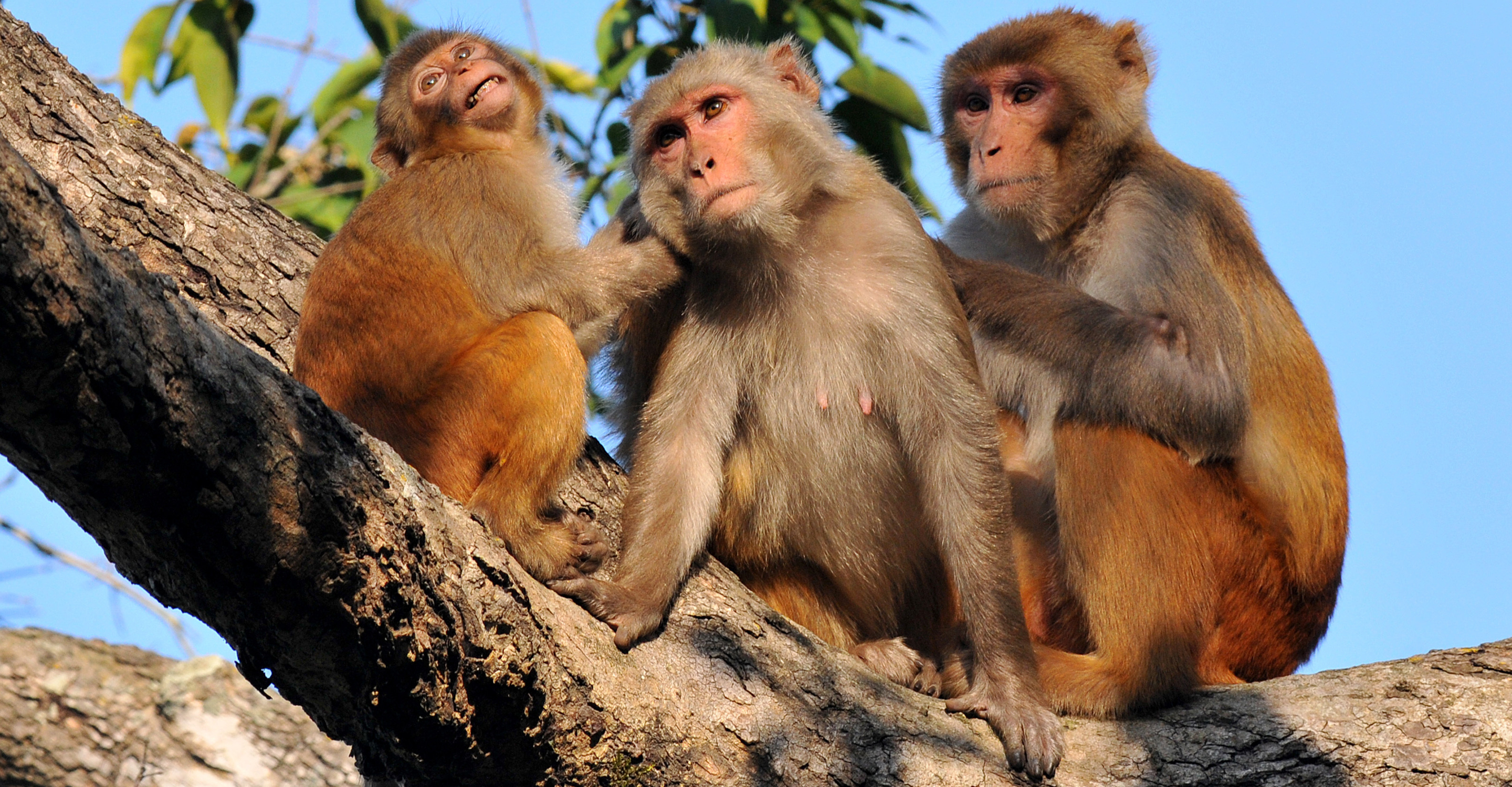 Three rhesus monkeys sit together on a tree branch in Kanha National Park, India