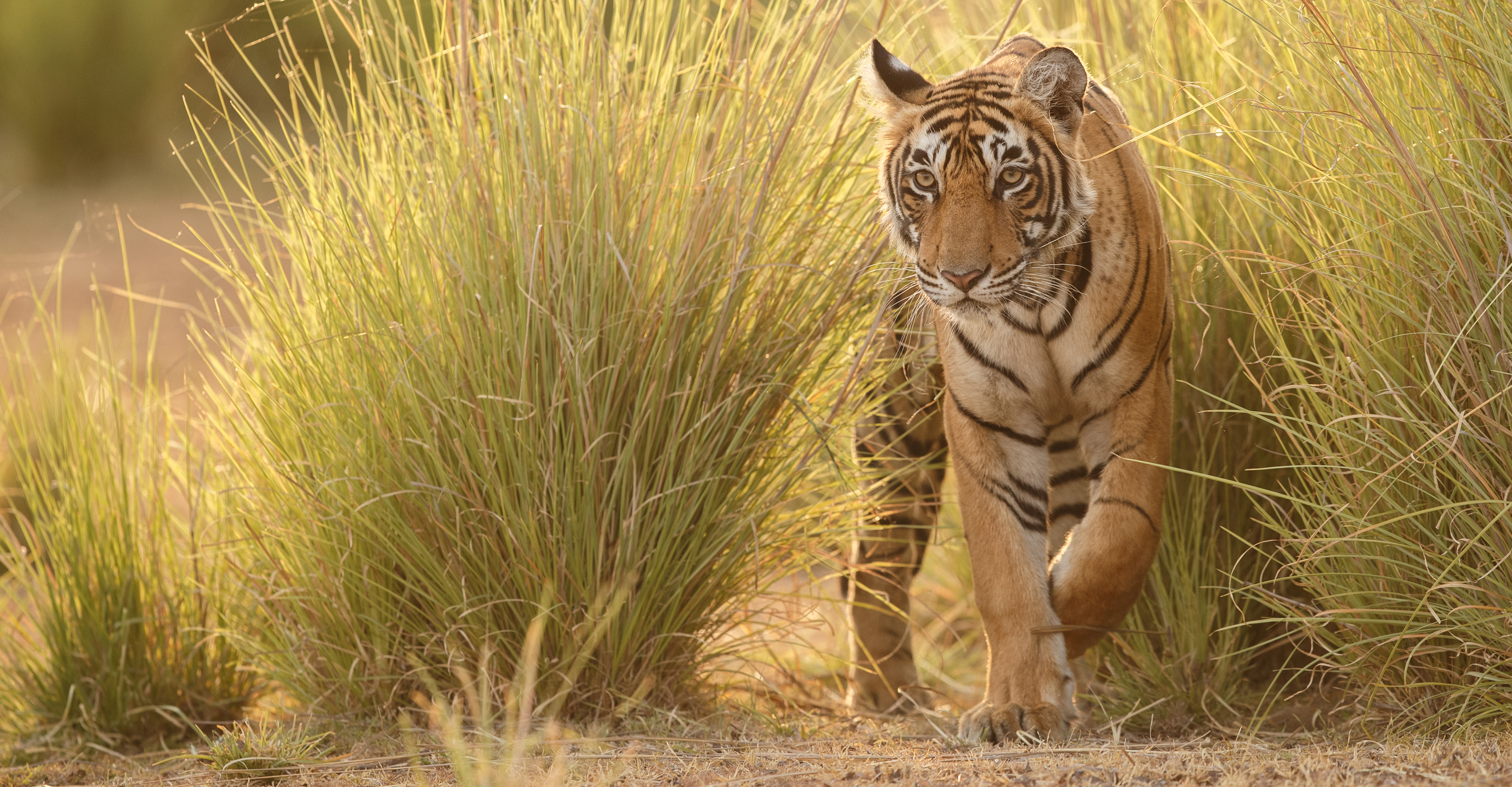 A tiger emerges from the tall grass in Ranthambhore National Park, India