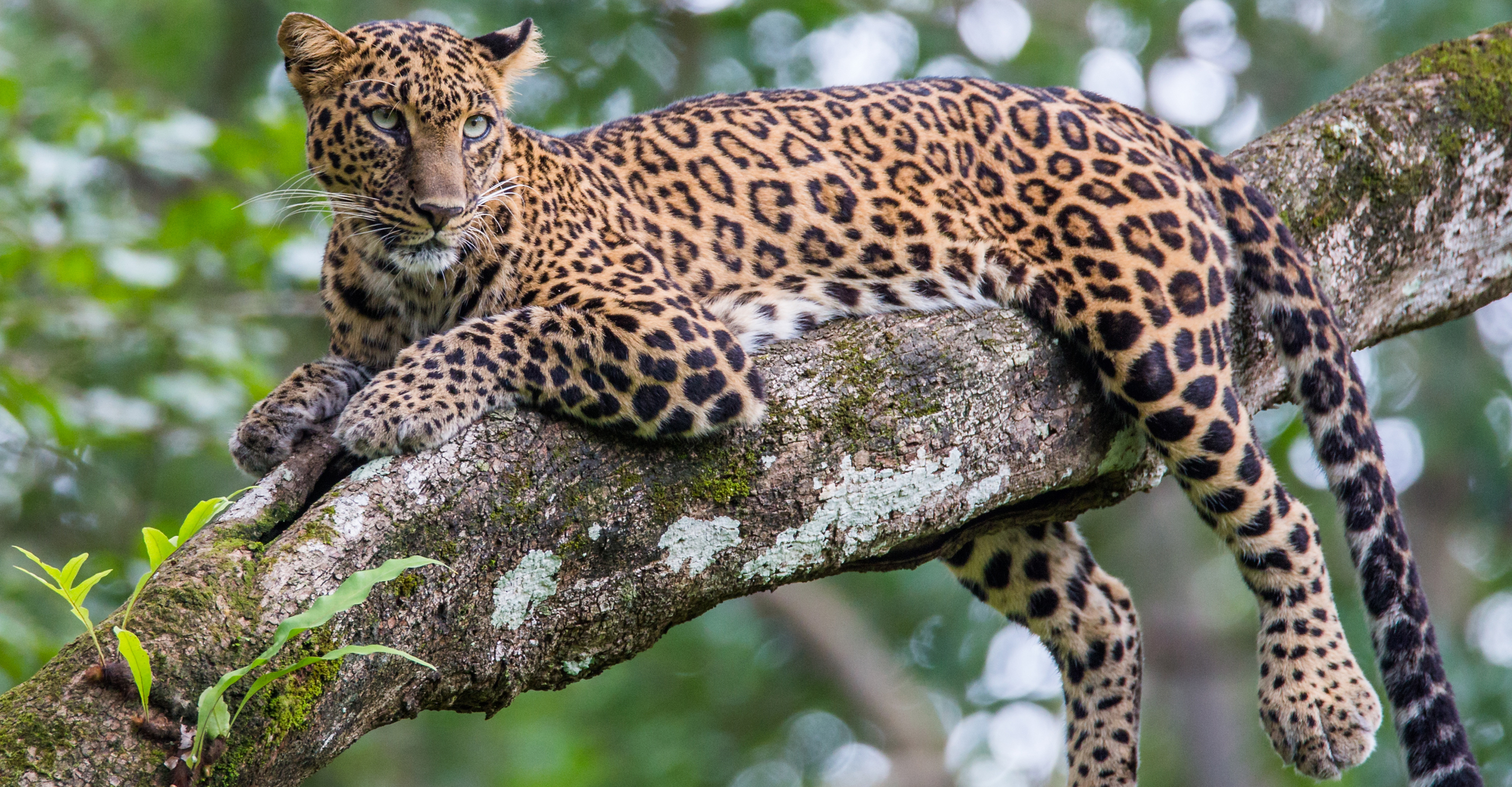 A leopard rests in a tree on a branch in Bandhavgarh National Park, India