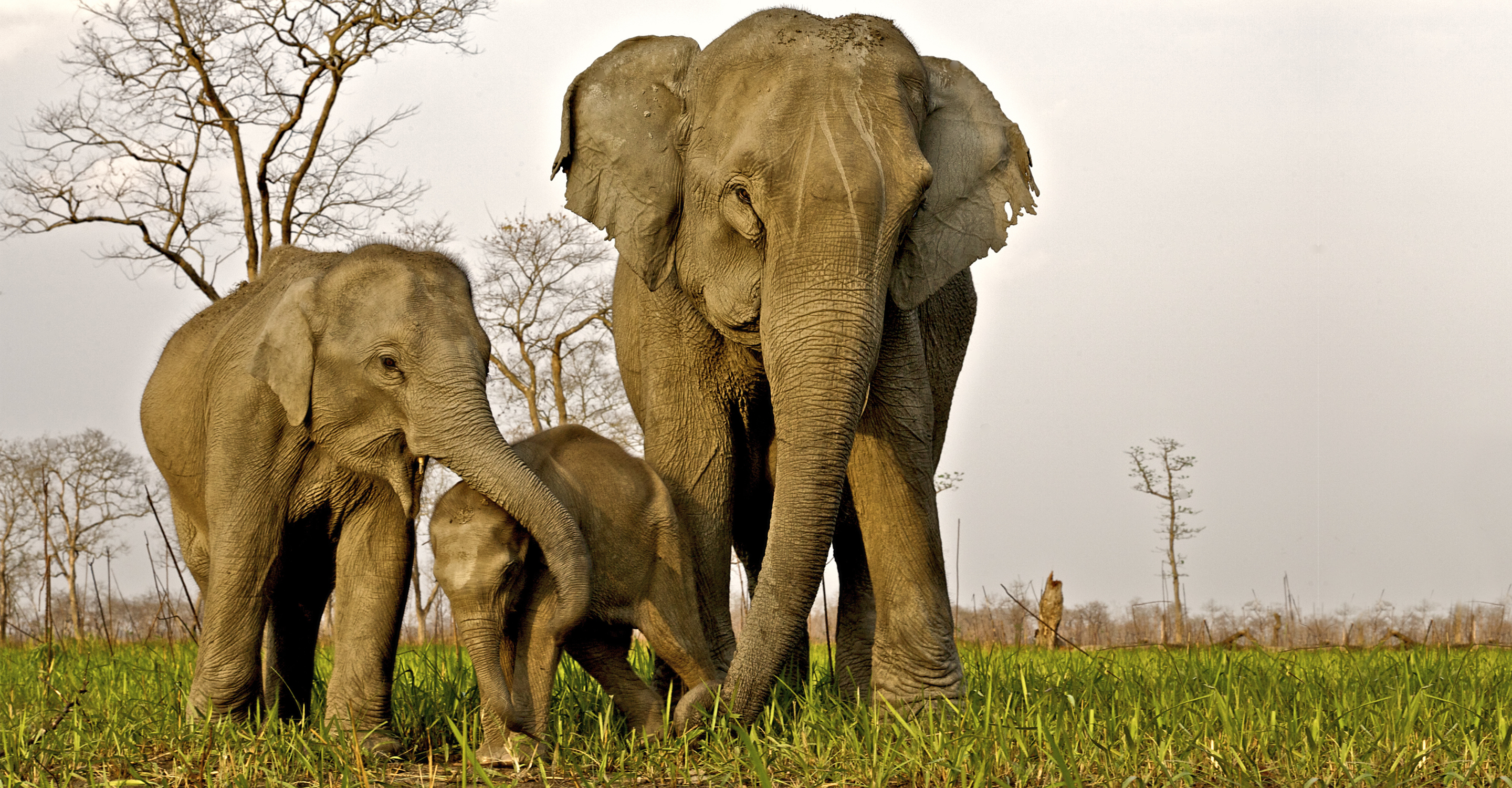 Asian elephant with her calves in Kaziranga National Park, India