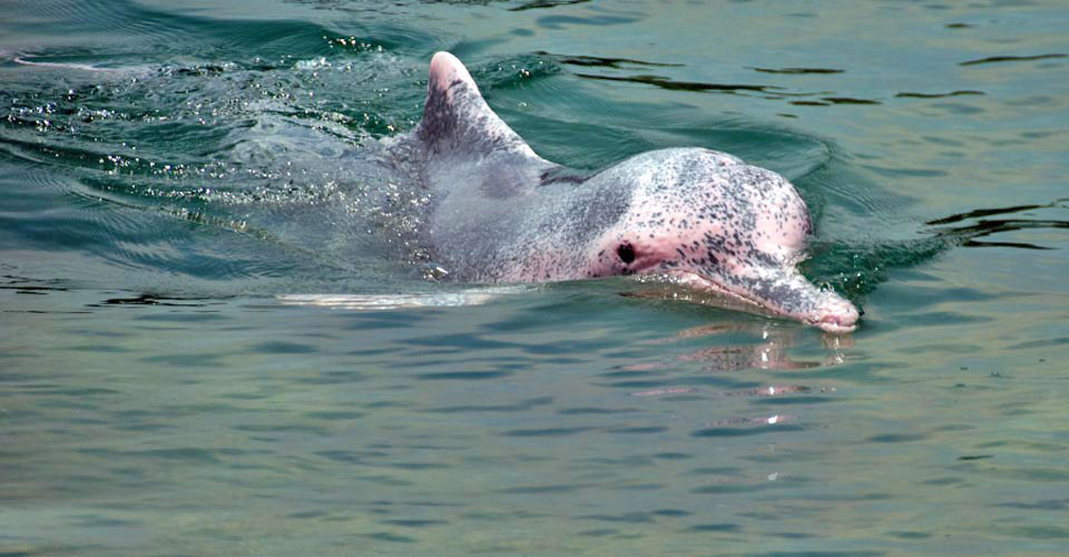 Pink river dolphin, Papaya Samiria National Reserve, Peru