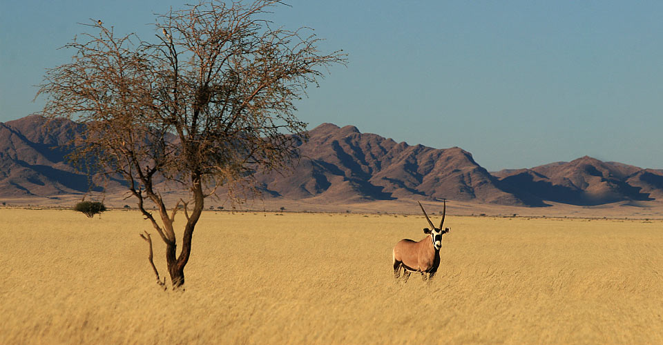 A lone gemsbok stands in a grassy field of Kulala Wilderness Reserve, Namibia