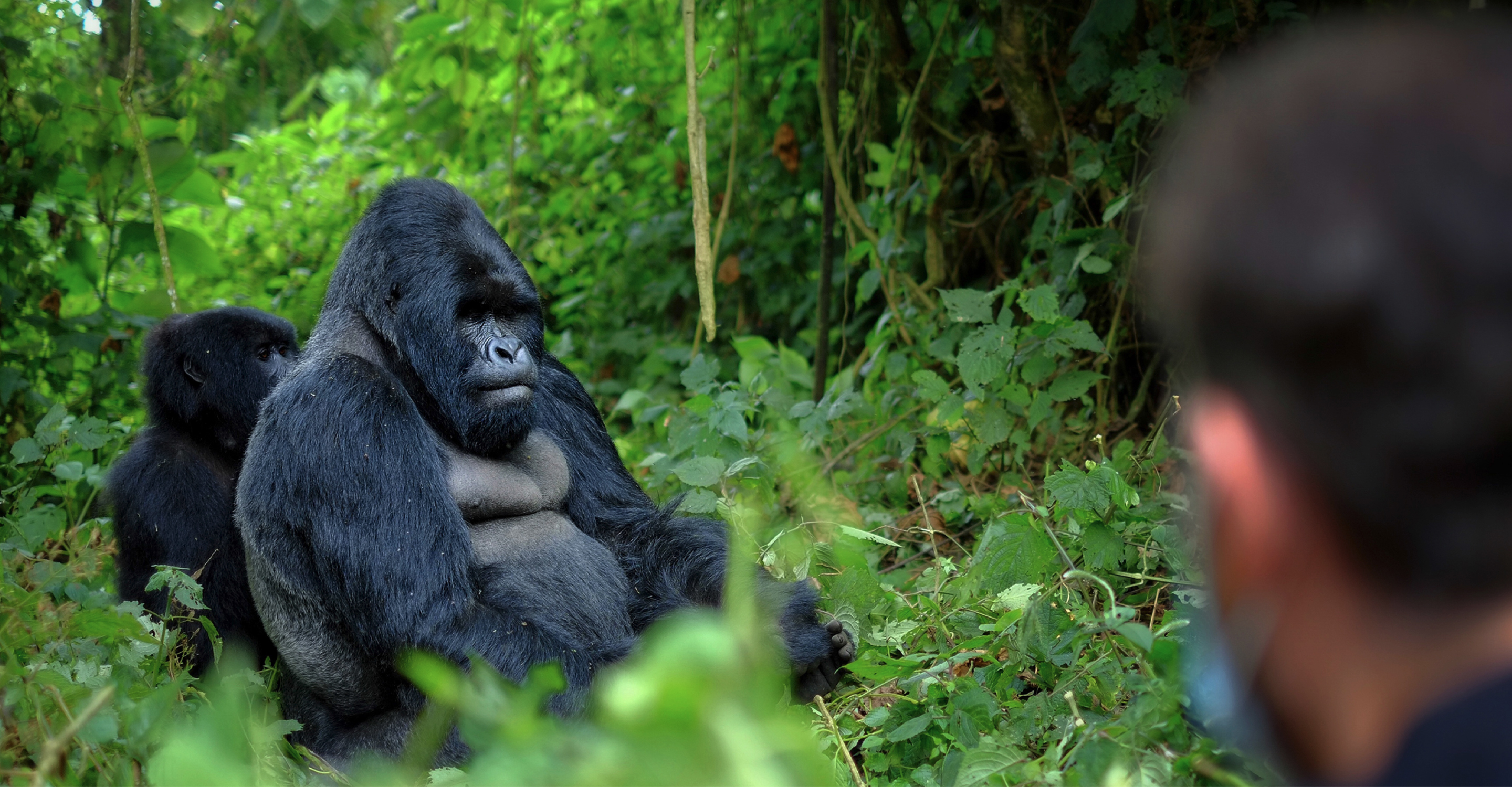 A traveler views a silverback mountain gorilla in Bwindi Impenetrable National Park, Uganda